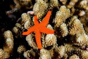 étoile de mer rouge accrochée au récif en papouasie indonésie photo