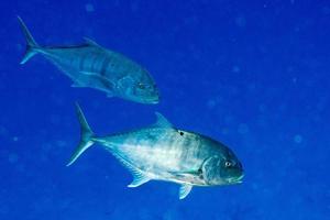 vivaneaux poissons sous l'eau portrait gros plan photo