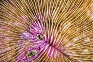 macro de corail dur photo