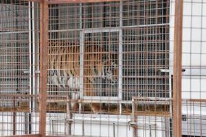 tigre en cage de cirque photo