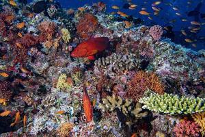 mérou coloré rouge isolé sur le récif de l'océan indien photo