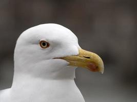 mouette à rome portrait en gros plan photo