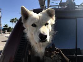 chien loup blanc en vous regardant photo