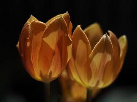 fleur de tulipe isolée sur fond noir photo