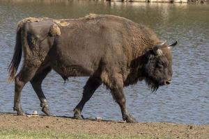 portrait de bison d'europe en été photo