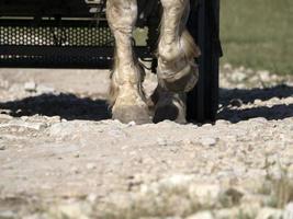 projet de sabot de cheval de travail gros plan photo