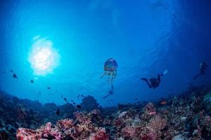 méduse aux maldives coraux et poissons panorama sous-marin photo