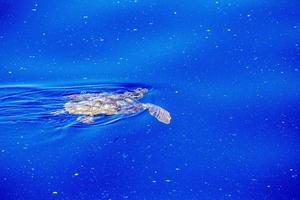 tortue de mer dans une mer en micro plastique photo