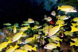 poisson aux lèvres douces colorées aux maldives photo