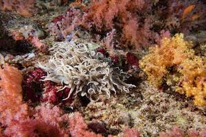 coraux des maldives maison pour poissons photo