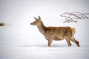 portrait de cerf sur fond de neige photo