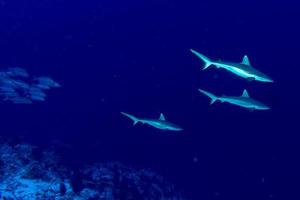 jeune requin gris nouveau-né prêt à attaquer sous l'eau dans le bleu photo