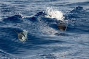 dauphin rayé en sautant dans la mer d'un bleu profond photo