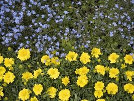 drapeau ukrainien fait de fleurs photo