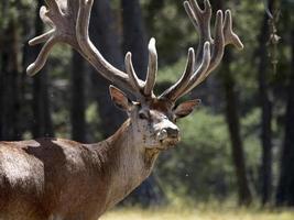 portrait de cerf européen en été photo