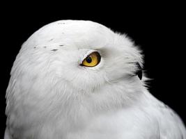 harfang des neiges bubo scandiacus isolé sur noir photo