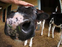 jeune veau de vache caressé par la main humaine photo