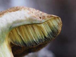 champignon suillus granulatus gros plan photo