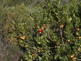 arbre fruitier aux fraises en ligurie, italie photo