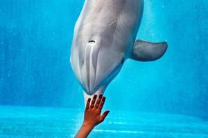 aquarium dauphin sous l'eau vous regarde photo