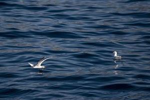 mouette en décollant de la mer photo