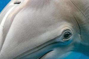 Dolphin close up portrait détail tout en vous regardant photo