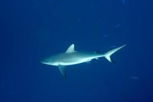 requin gris prêt à attaquer sous l'eau photo