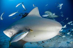 requin taureau prêt à attaquer tout en se nourrissant photo