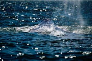 nez de baleine grise au coucher du soleil dans l'océan pacifique photo