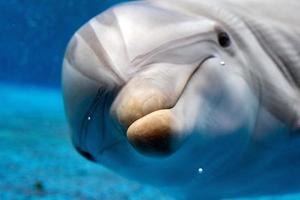 Dolphin close up portrait détail tout en vous regardant photo