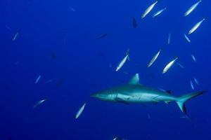 requin gris prêt à attaquer sous l'eau photo