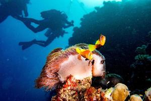 poisson clown à l'intérieur de l'anémone rouge aux maldives photo