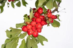 cerises rouges fruits mûrs sur un arbre blanc retour photo