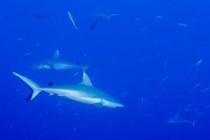 requin gris prêt à attaquer sous l'eau photo