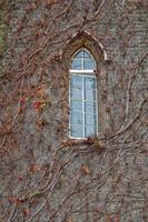 lierre sur le mur du château médiéval photo