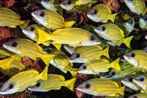 vivaneau jaune lutjanidae en plongée maldives photo