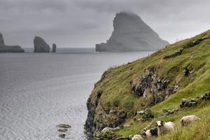 Bélier de moutons dans le paysage de l'île de far faer oer photo