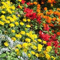 fleurs de dianthus jaunes, oranges, rouges sur le parterre de fleurs photo