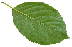 face arrière de la feuille verte du cerisier sauvage photo