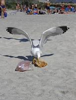 elafonissi, grèce, 2019 - une mouette sur le point de s'échapper avec un gros morceau de pizza à elafonissi, crète photo