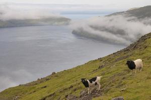 Bélier de moutons dans le paysage de l'île de far faer oer photo