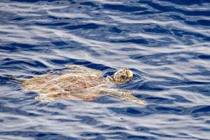 tortue caretta près de la surface de la mer pour respirer photo