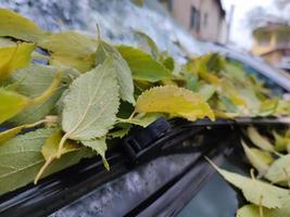 tapis de feuilles de feuillage couvert de voiture en automne photo