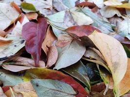 tapis de feuilles de feuillage en automne photo