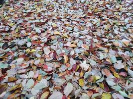 tapis de feuilles de feuillage en automne photo