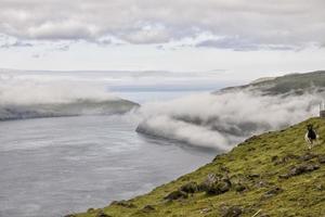 Bélier de moutons dans le paysage de l'île de far faer oer photo