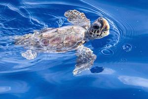 bébé tortue caretta nouveau-né près de la surface de la mer pour respirer photo