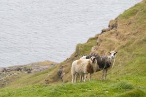 deux béliers dans l'île de faer oer photo