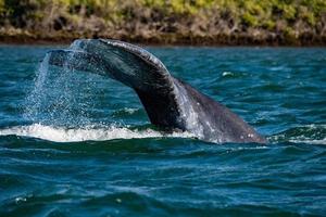 queue de baleine grise descendant dans l'océan au coucher du soleil photo