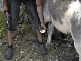 forgeron ferrant un âne et nettoyant le sabot photo